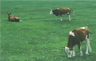 河北省牛羊鸡鸭屠宰行业发展规划征求意见