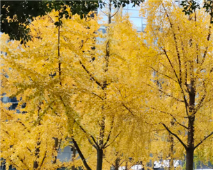 “十五五”规划纲要出炉 消防行业有哪些新机遇