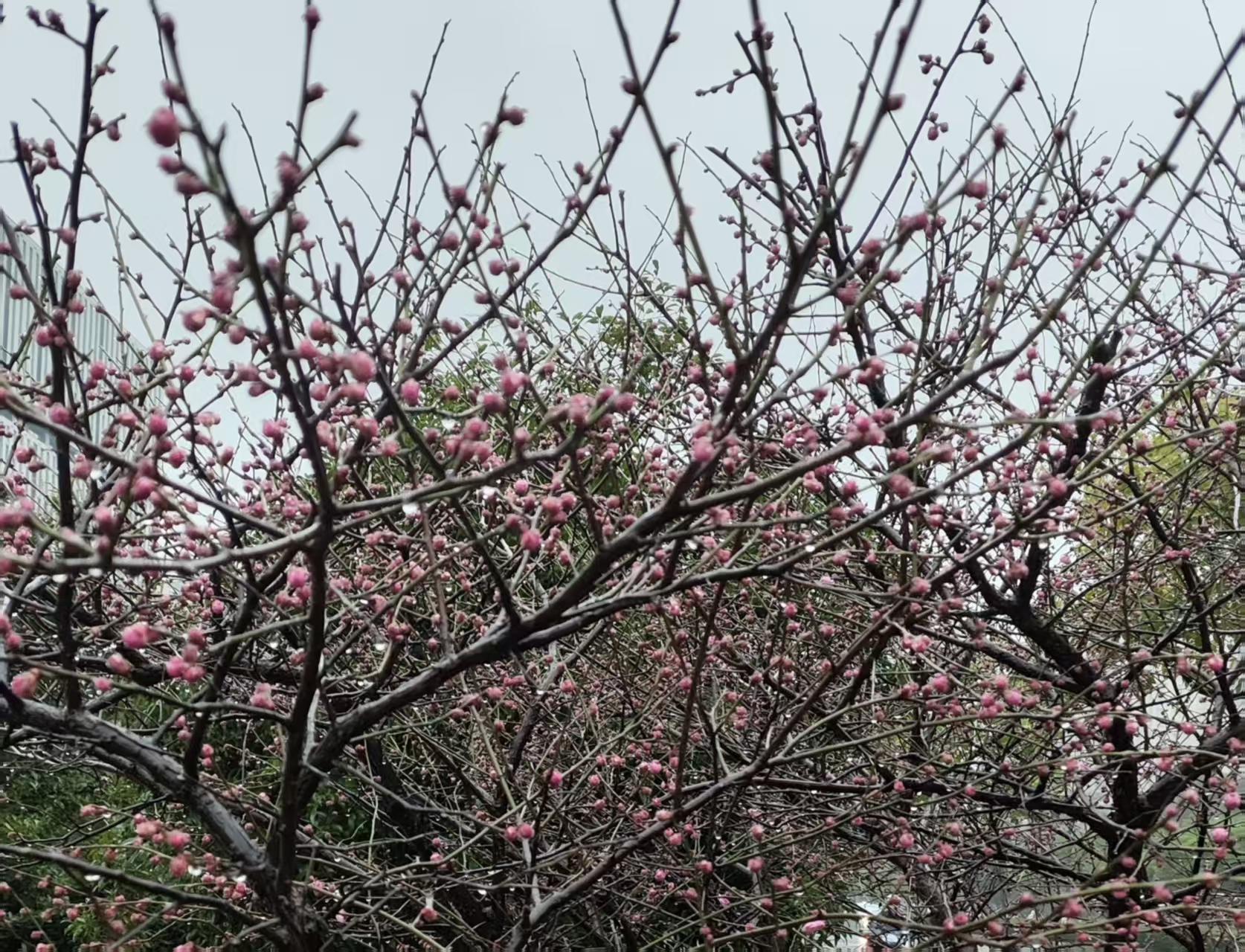 目標(biāo)2028年產(chǎn)業(yè)規(guī)模突破2000億元 武漢市發(fā)布“人工智能＋”行動方案