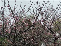 关于印发武汉市推动“人工智能＋”行动方案的通知